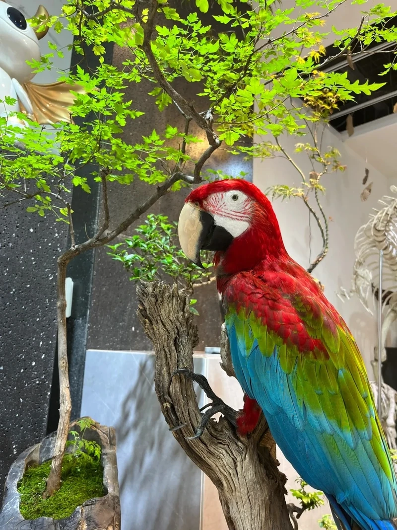 Vẻ đẹp rực rỡ của chim vẹt Macaw sặc sỡ giữa thiên nhiên