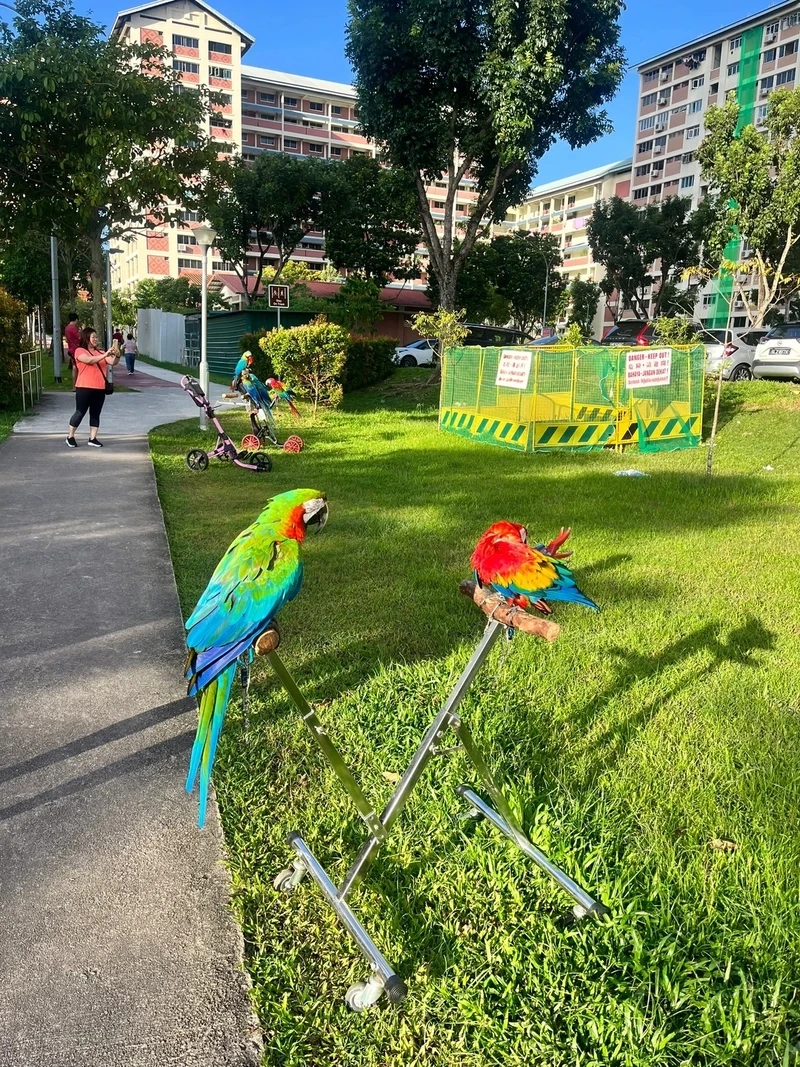 Ấn tượng với vẻ duyên dáng của chim vẹt Macaw đuôi dài trong rừng