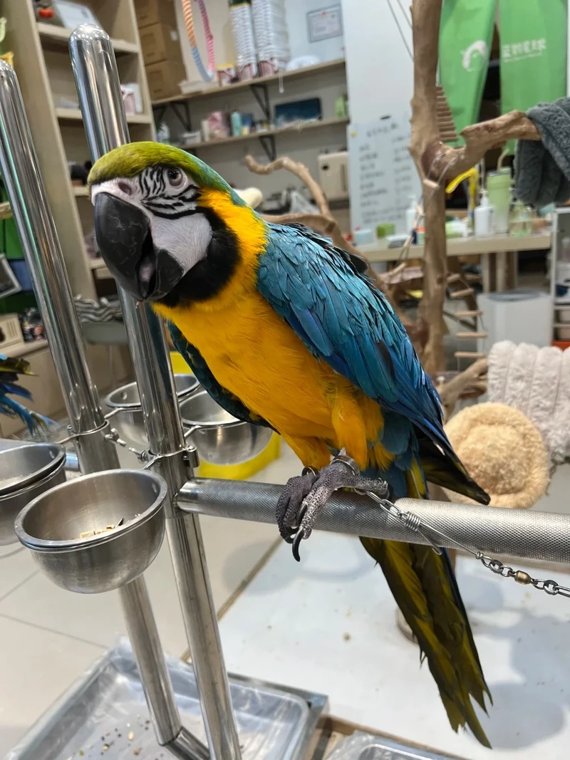 Khoảnh khắc tuyệt đẹp khi chim vẹt Macaw bay giữa bầu trời