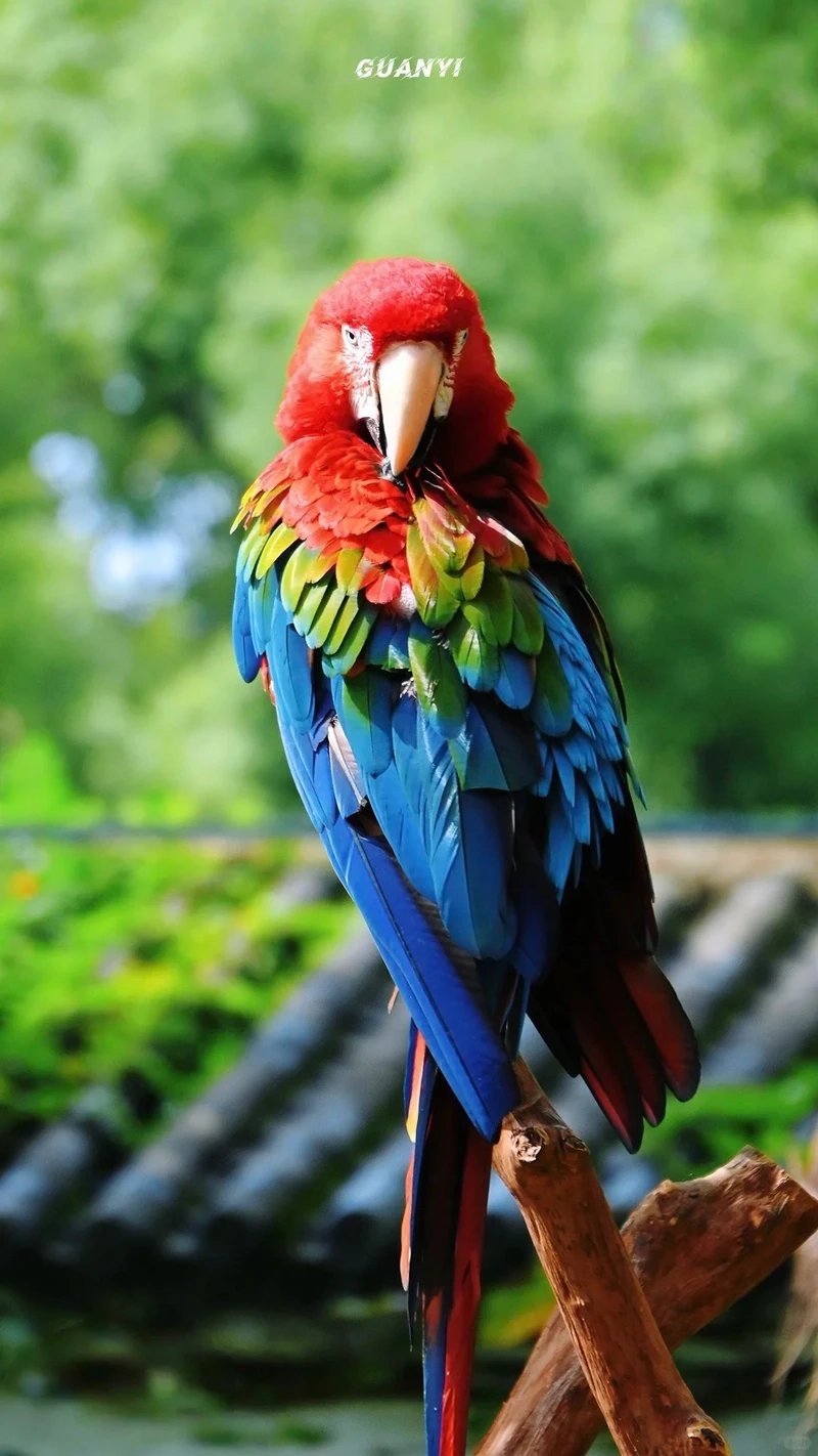 Vẻ đẹp yên bình của chim vẹt Macaw đậu cành cây trong rừng