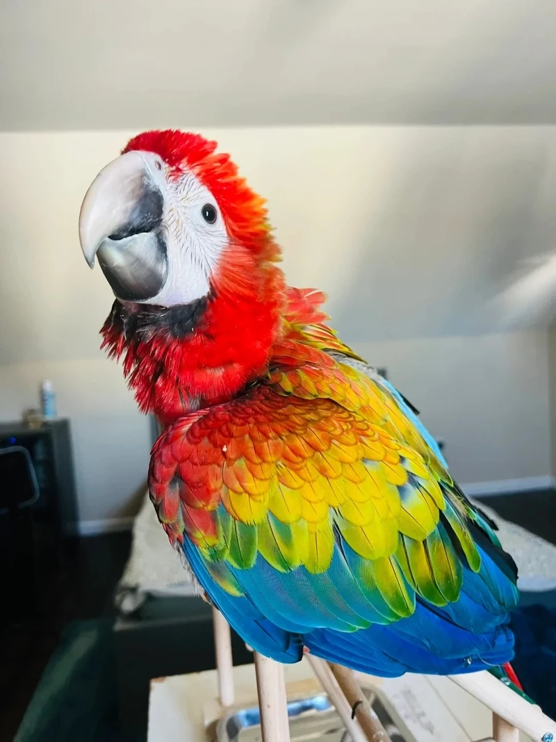 Bộ sưu tập chim vẹt Macaw cảnh được người yêu chim yêu thích