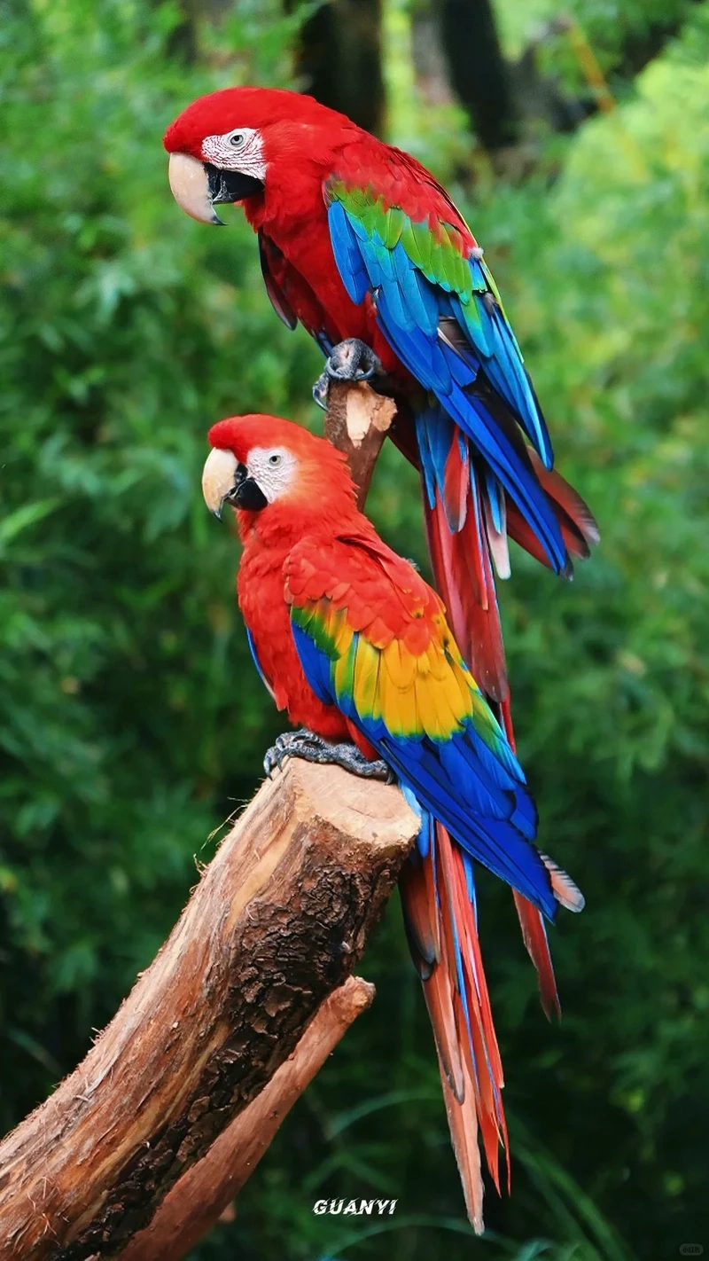 Chiêm ngưỡng vẻ rực rỡ của chim vẹt Macaw đẹp nổi bật