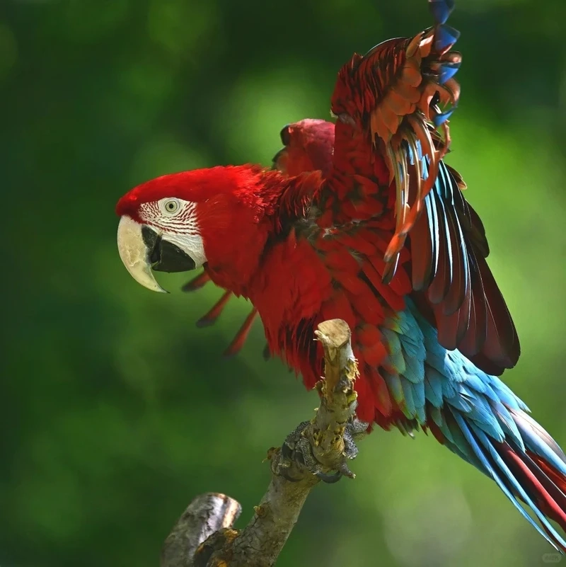 Vẻ đẹp độc đáo của chim vẹt Macaw vàng xanh cực kỳ thu hút