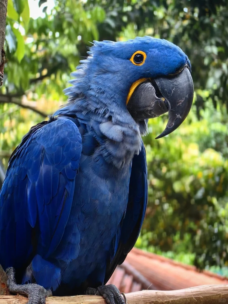 Hình ảnh ấn tượng từ chim vẹt Macaw cận cảnh cực sắc nét