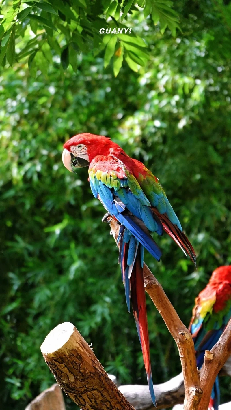 Sắc màu nổi bật của chim vẹt Macaw xanh đỏ trong thiên nhiên