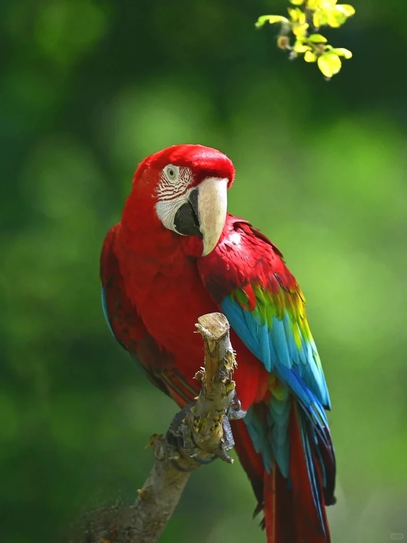 Khám phá vẻ đẹp của chim vẹt Macaw rừng nhiệt đới đầy màu sắc