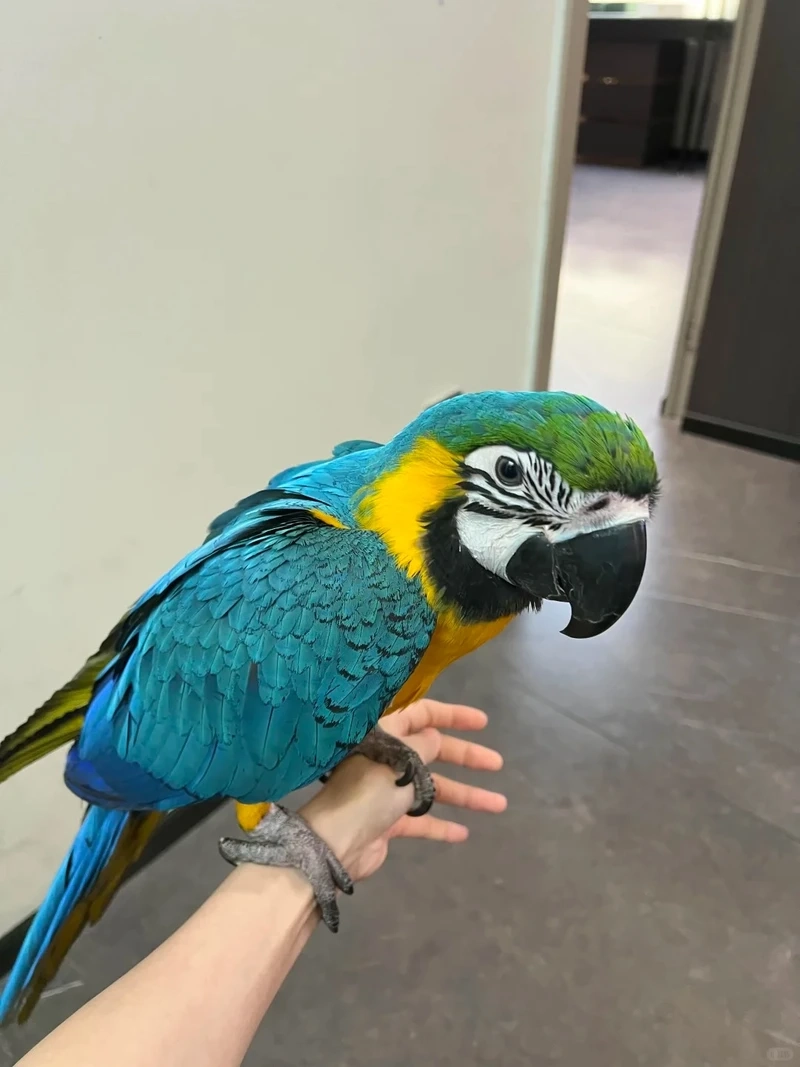 Hình ảnh sống động của chim vẹt Macaw hoang dã giữa thiên nhiên