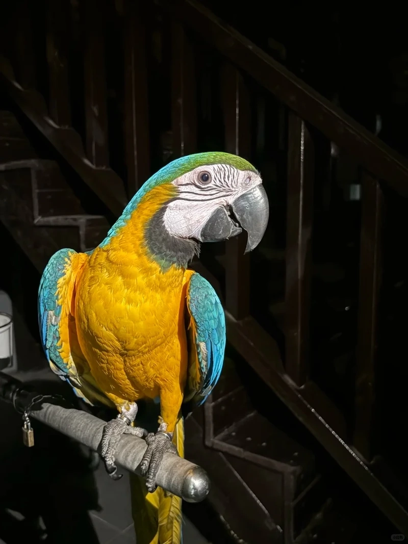 Sắc màu rực rỡ của chim vẹt Macaw màu sắc rực rỡ nổi bật