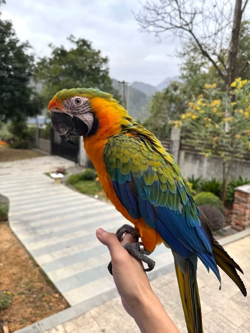 Bộ sưu tập chim vẹt Macaw chim cảnh được nhiều người yêu thích