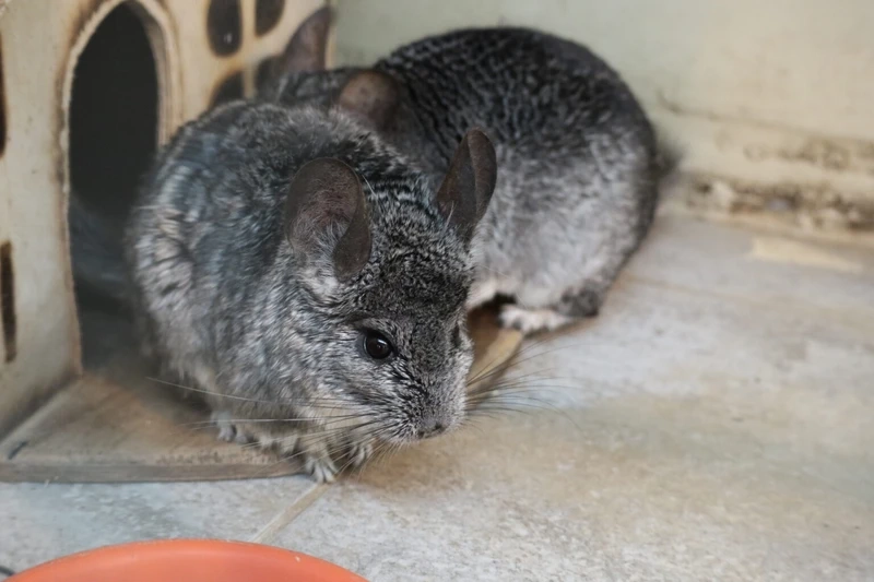 Chinchilla lông mềm nổi bật với bộ lông dày và mịn