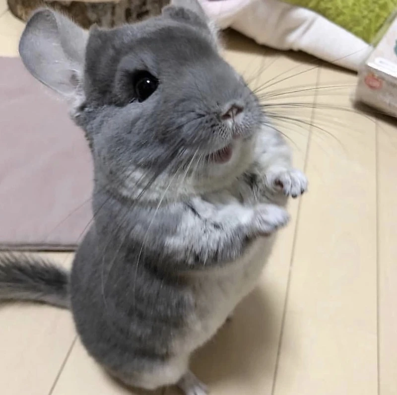 Chinchilla thú nhỏ đáng yêu trong thế giới động vật