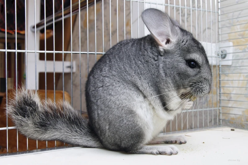 Chinchilla động vật gặm nhấm nhỏ bé và đáng yêu