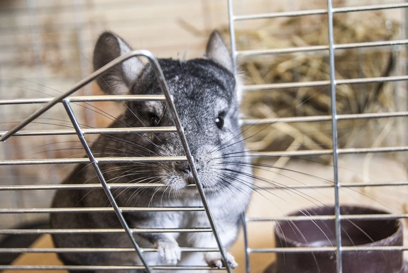 Bộ lông đặc trưng của chinchilla lông dày mềm mại