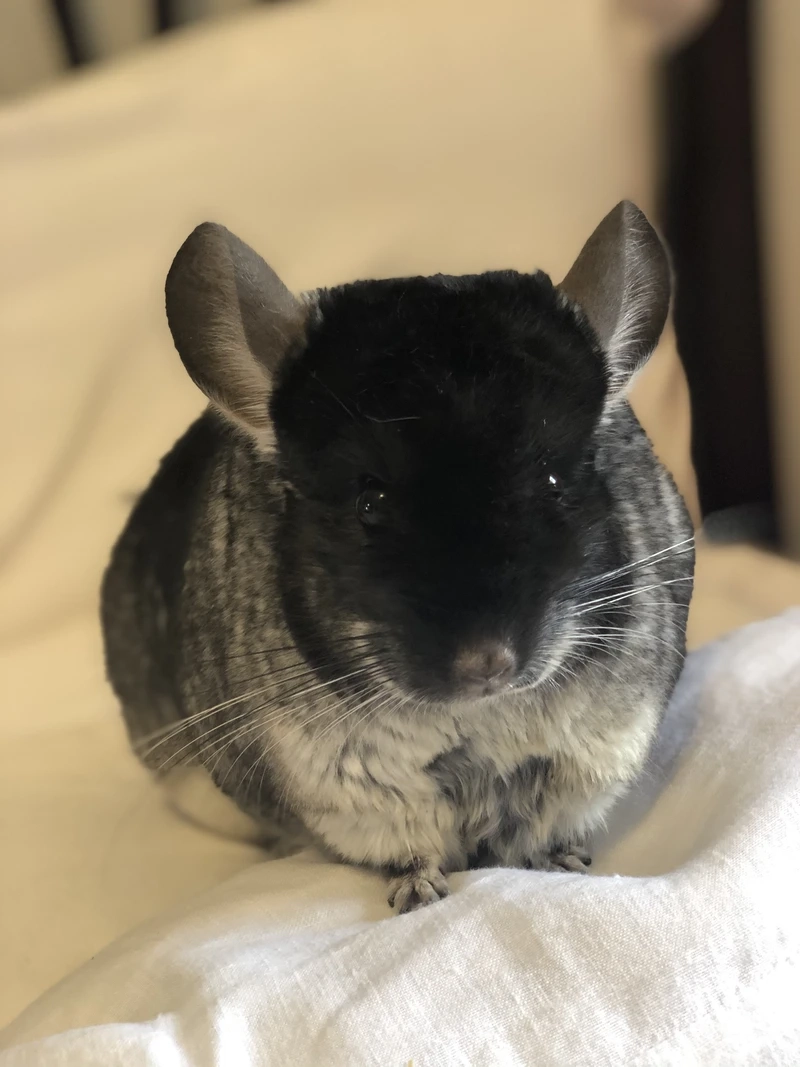 Vẻ đáng yêu của chinchilla mắt tròn long lanh