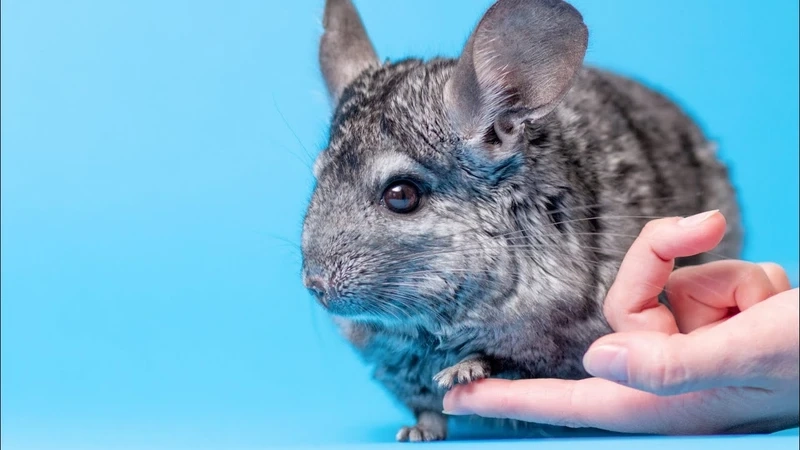 Tuyển tập chinchilla ảnh đẹp trong thiên nhiên