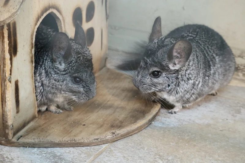 Chinchilla thú cưng phổ biến với ngoại hình đáng yêu