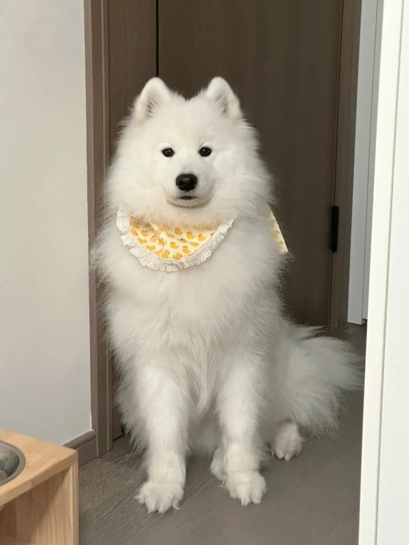 Vẻ đáng yêu khó cưỡng của chó Samoyed dễ thương khiến bạn muốn nuôi ngay