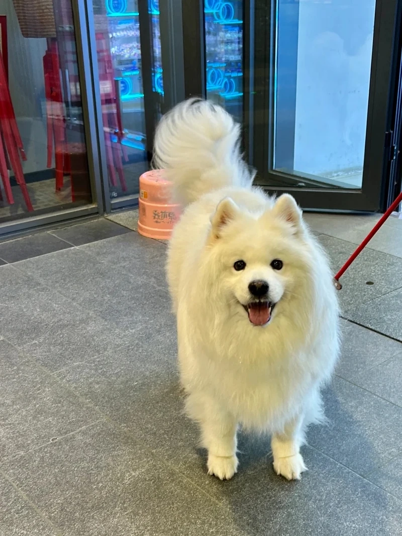 Bộ lông bồng bềnh của chó Samoyed lông xù khiến ai cũng thích