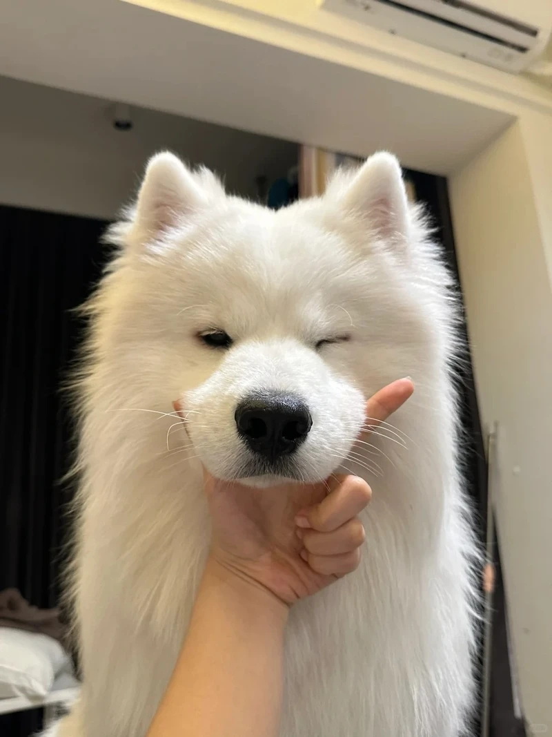 Khám phá nguồn gốc thú vị của chó Samoyed Alaska nổi tiếng vùng lạnh