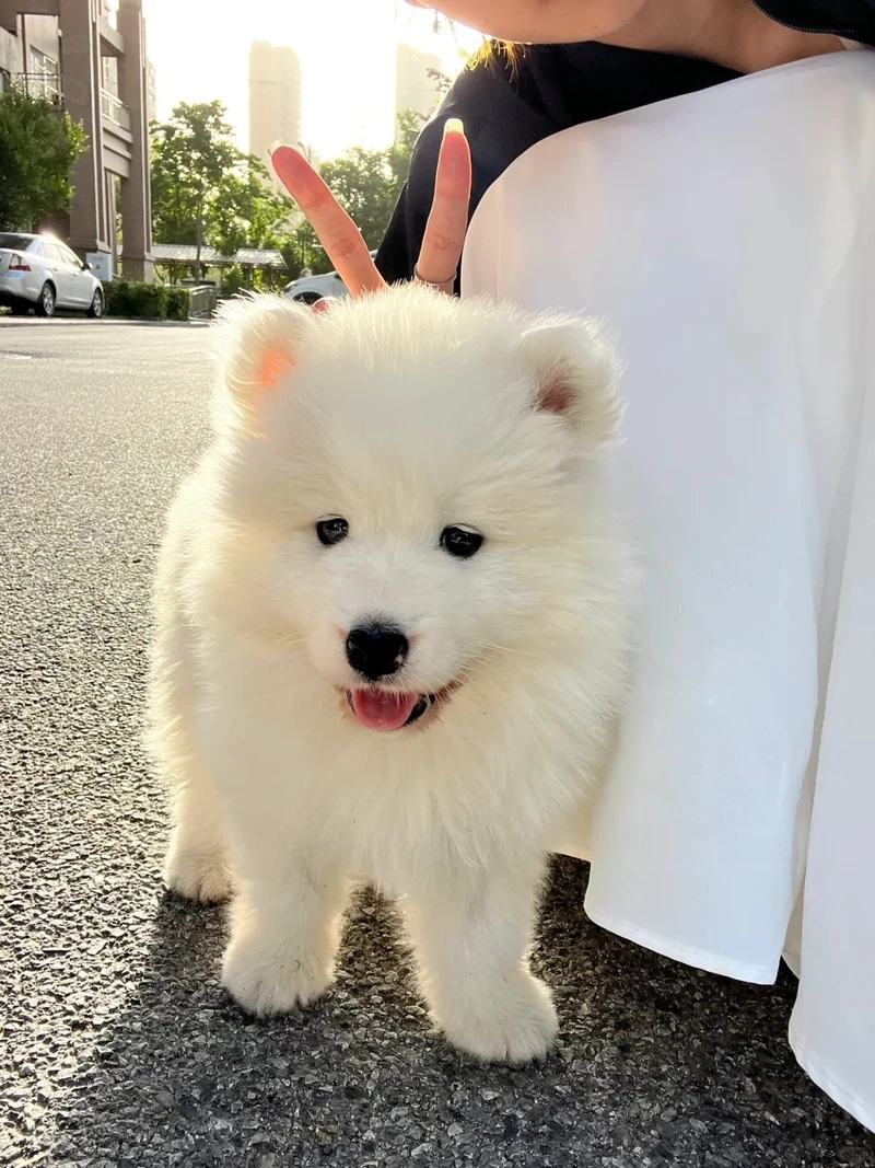 Khoảnh khắc đáng yêu của chó Samoyed đáng yêu khiến mạng xã hội bùng nổ