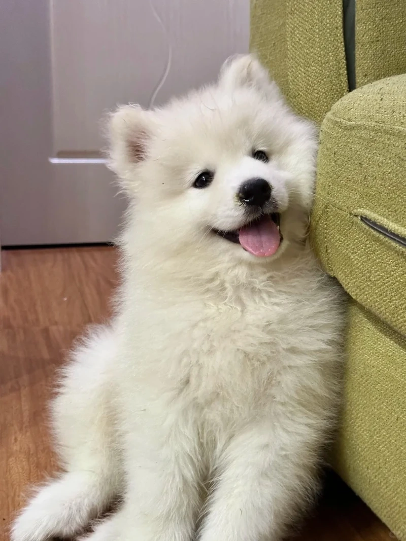 Vẻ đẹp tinh khôi của chó Samoyed tuyết trắng giữa mùa đông