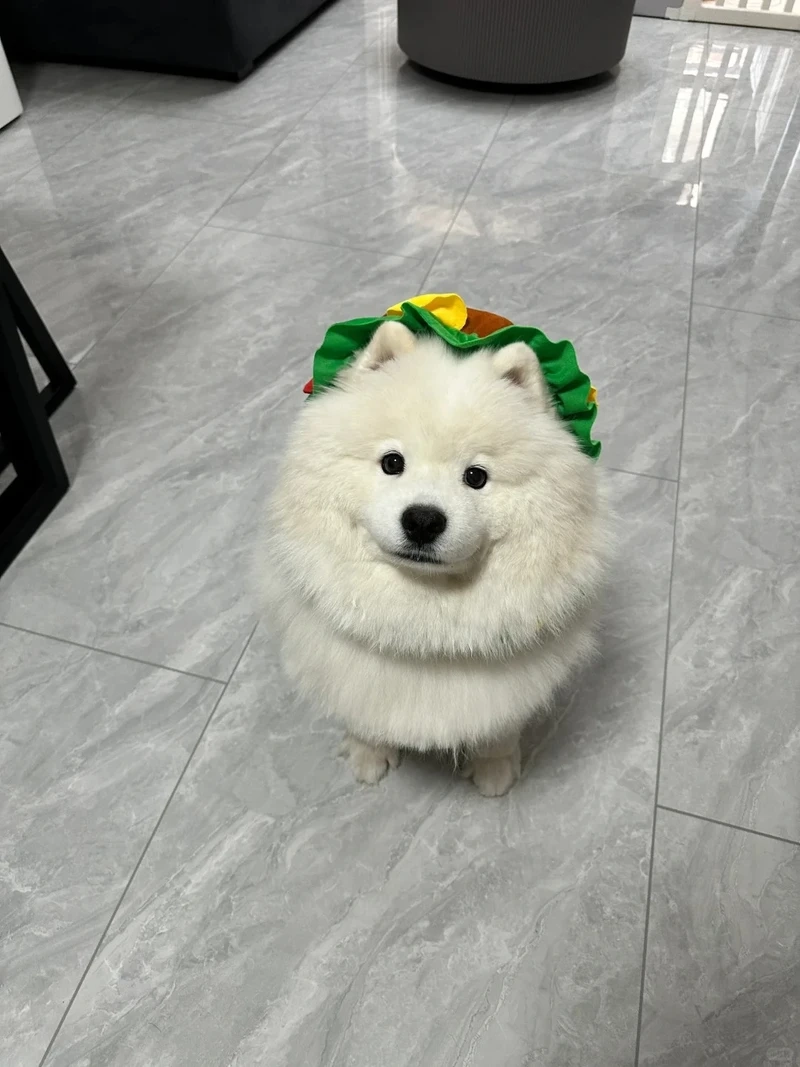 Vẻ cuốn hút đặc biệt của chó Samoyed đẹp khiến ai cũng mê