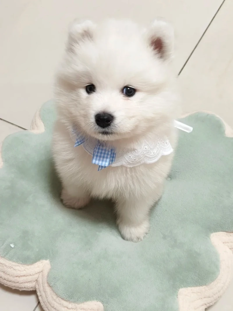 Vì sao chó Samoyed chó cảnh luôn nằm trong top thú cưng được yêu thích