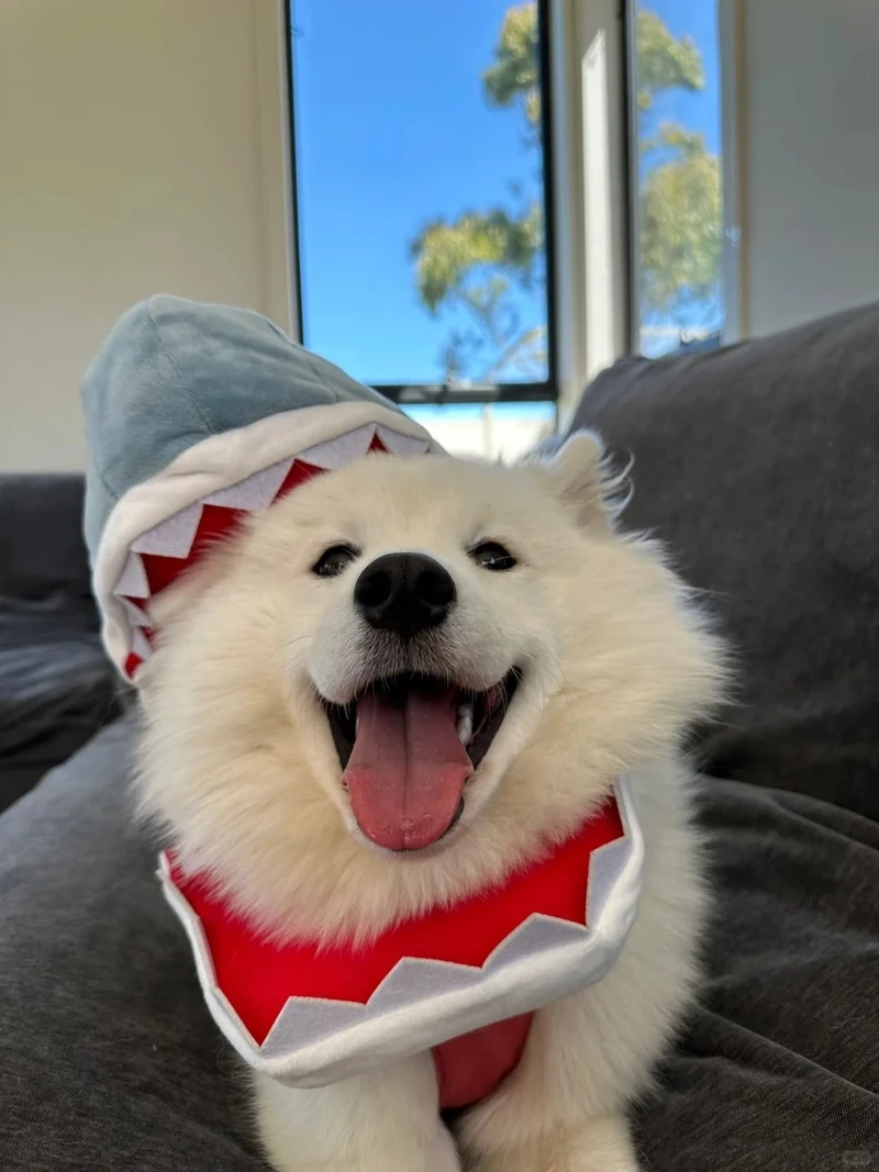 Khám phá vẻ hùng vĩ của chó Samoyed Bắc Cực trong môi trường lạnh giá