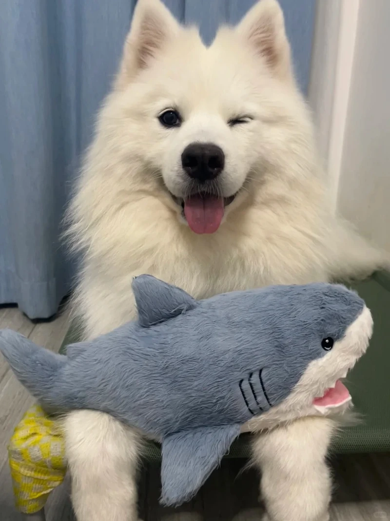 Lý do chó Samoyed lông dày thích nghi hoàn hảo với khí hậu lạnh