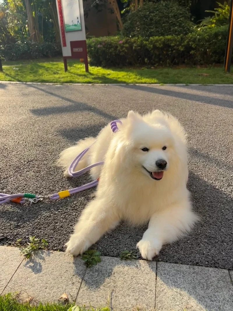 Khoảnh khắc vui nhộn khi chó Samoyed chơi đùa ngoài trời