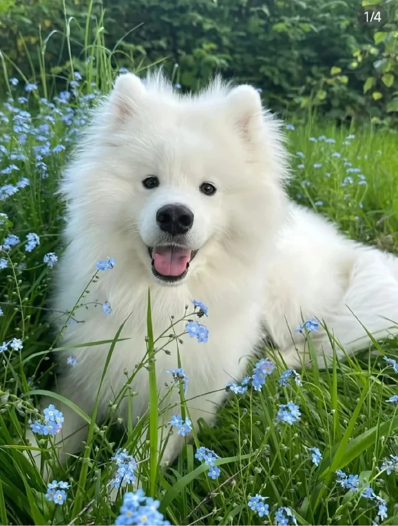 Hình ảnh ngộ nghĩnh của chó Samoyed puppy làm tan chảy trái tim