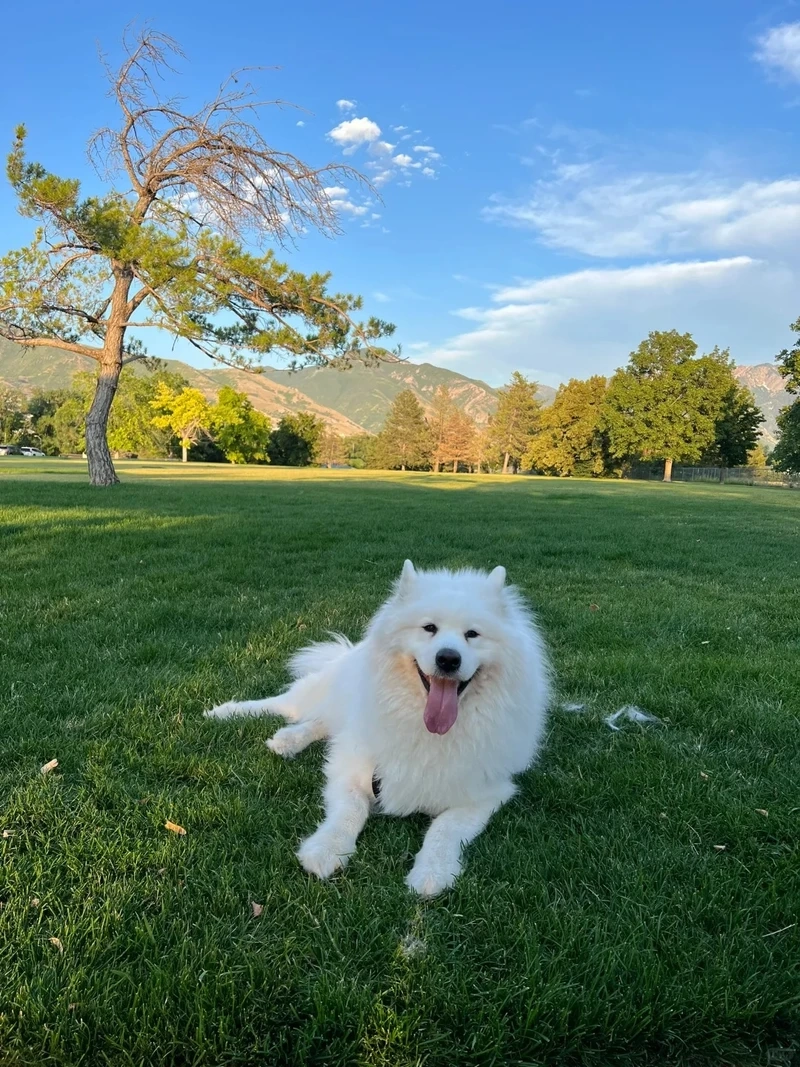 Bộ sưu tập chó Samoyed đáng yêu nhất khiến bạn không thể rời mắt