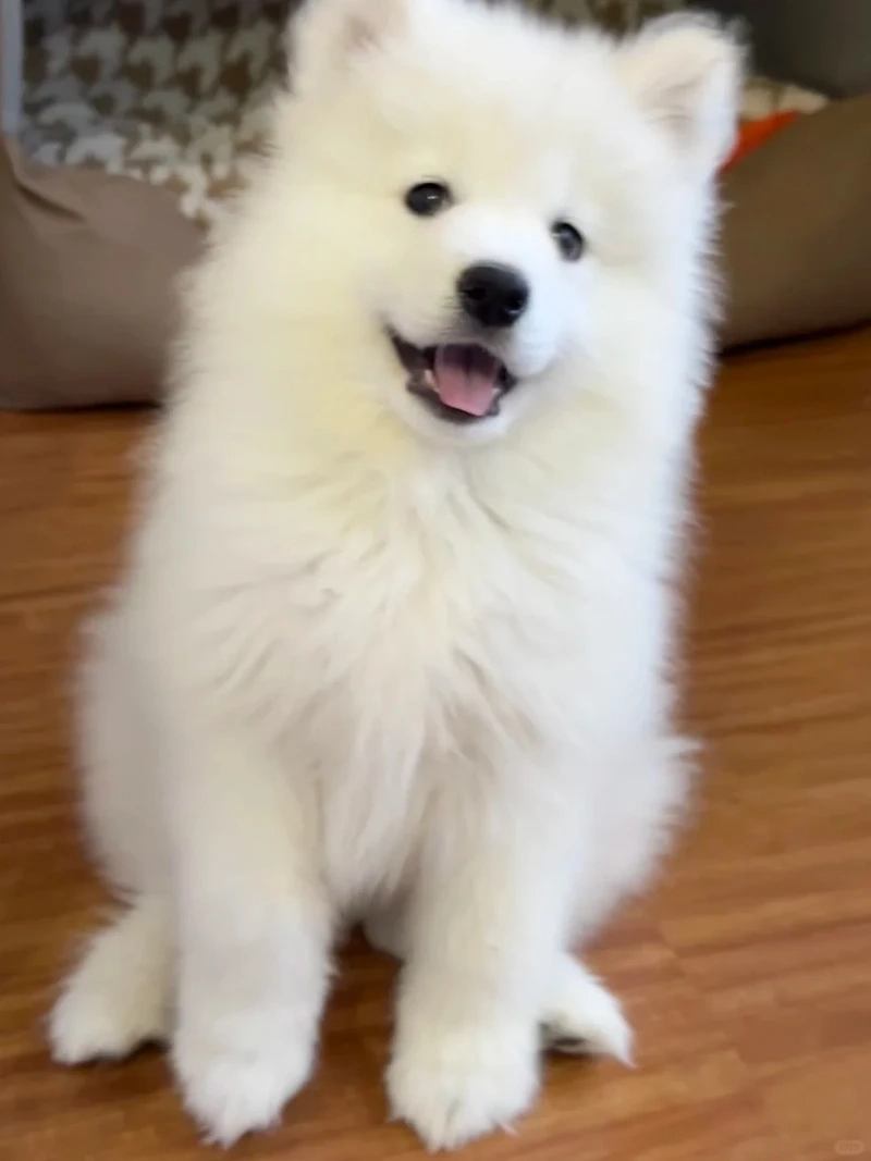Bộ sưu tập chó Samoyed ảnh đẹp dành cho người yêu thú cưng