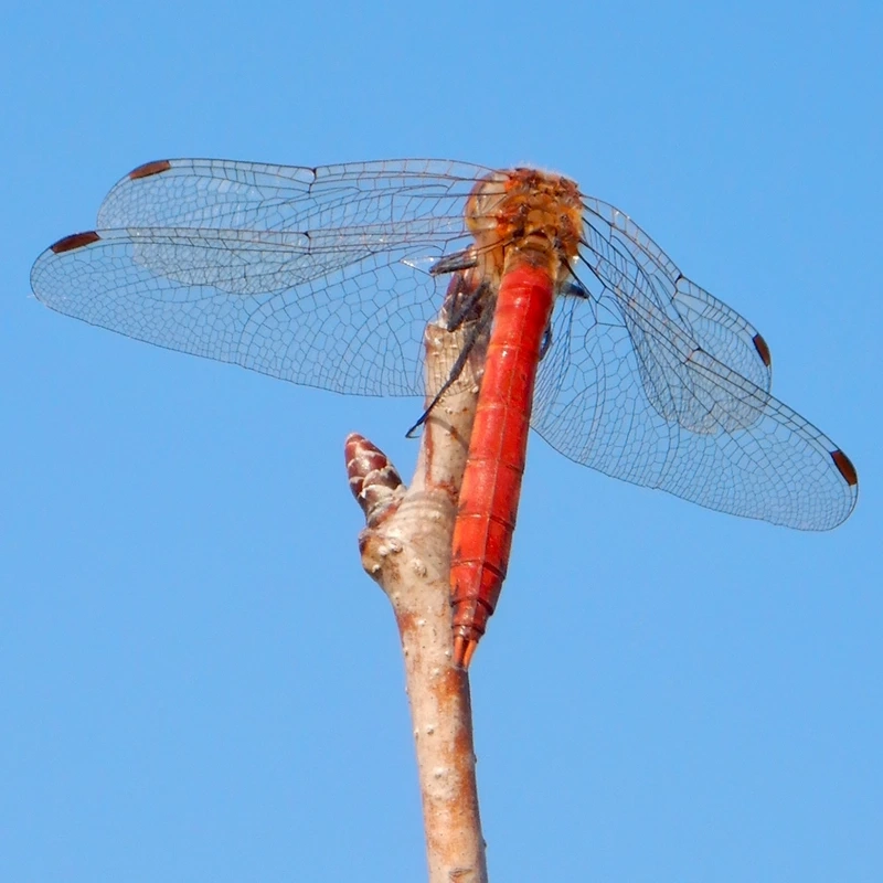 Chuồn chuồn đỏ cánh mỏng nổi bật giữa thiên nhiên