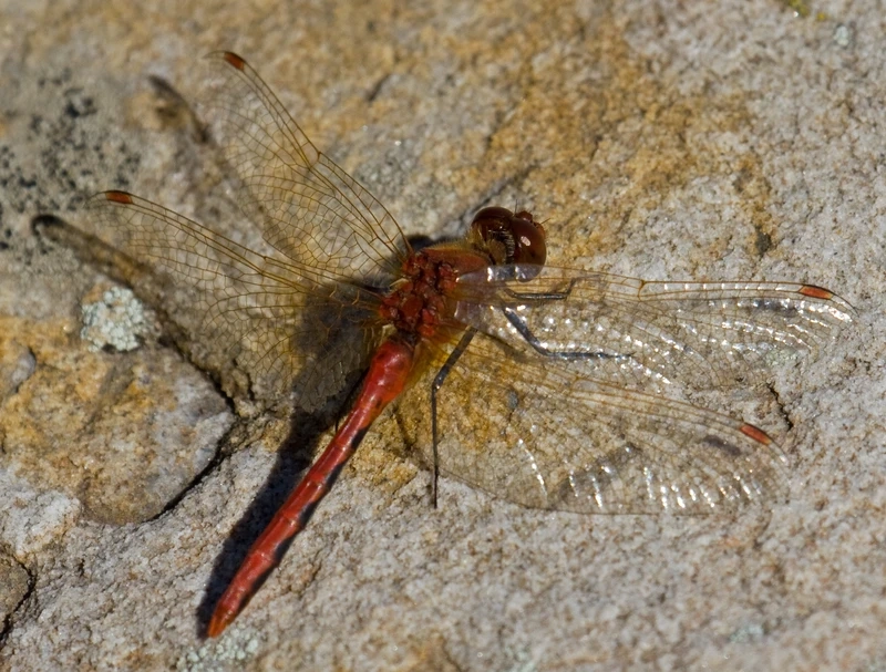 Khoảnh khắc chuồn chuồn đỏ thiên nhiên đầy cuốn hút