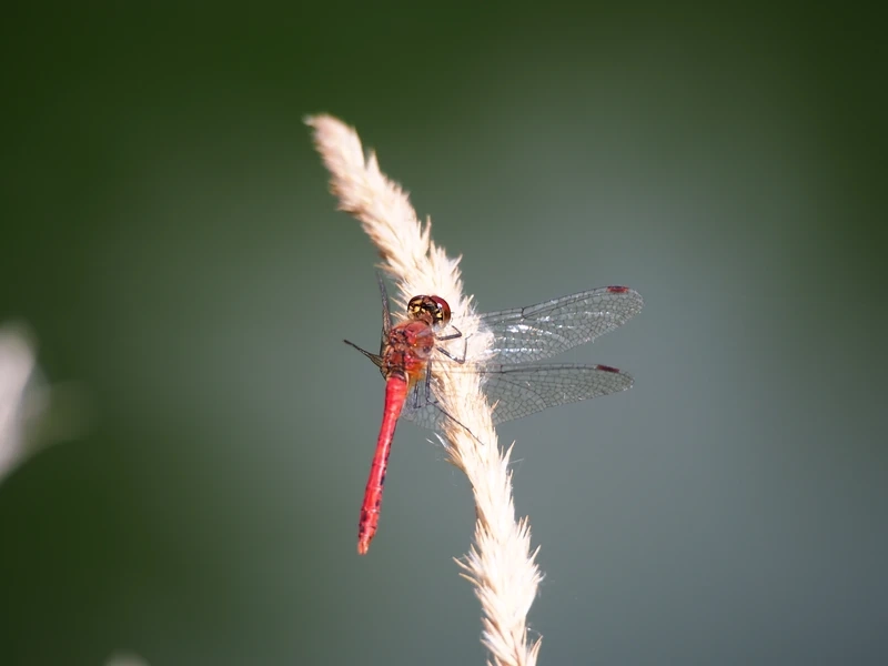 Vẻ đẹp của chuồn chuồn đỏ cánh trong suốt ấn tượng