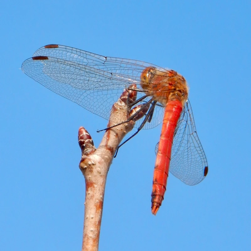 Góc chụp chuồn chuồn đỏ macro cực kỳ chi tiết