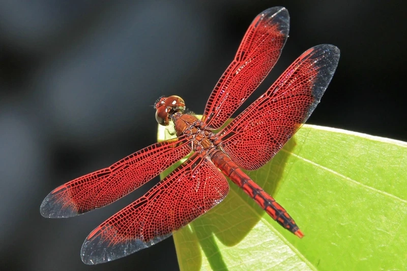 Hình ảnh chuồn chuồn đỏ trên lá cực kỳ sinh động
