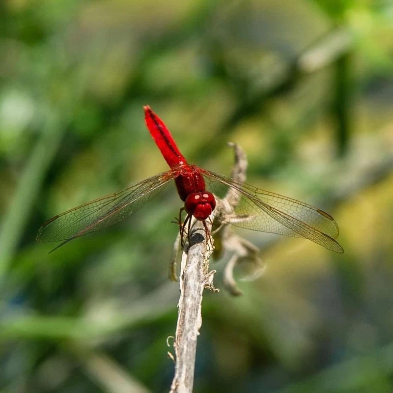 Khung cảnh chuồn chuồn đỏ vườn cây tự nhiên và yên bình