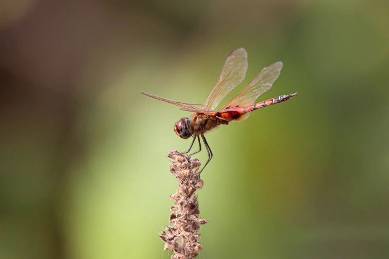 Hình ảnh chuồn chuồn đỏ côn trùng bay giữa thiên nhiên