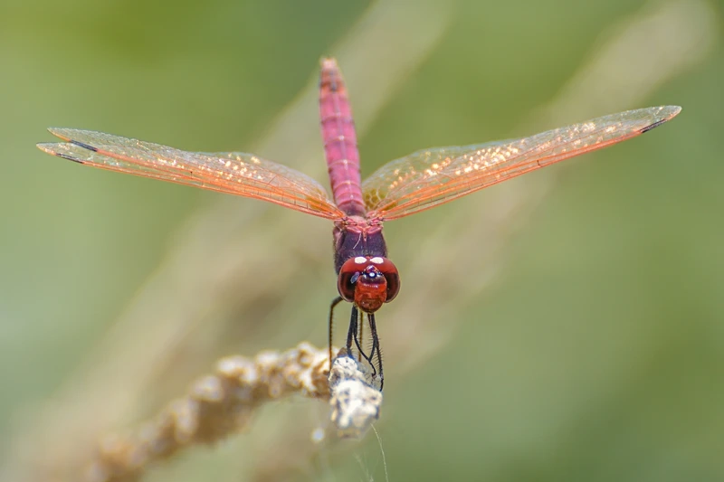 Hình ảnh chuồn chuồn đỏ đậu trên cỏ nhẹ nhàng