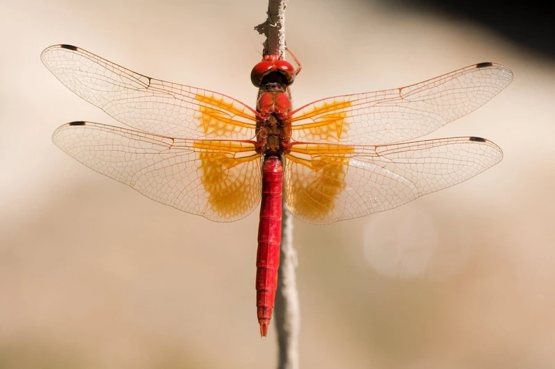 Vẻ đẹp chuồn chuồn đỏ thiên nhiên hoang dã đầy ấn tượng