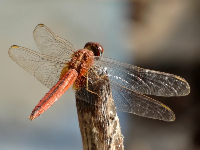 Chuồn chuồn đỏ sinh vật nhỏ nhưng rất nổi bật