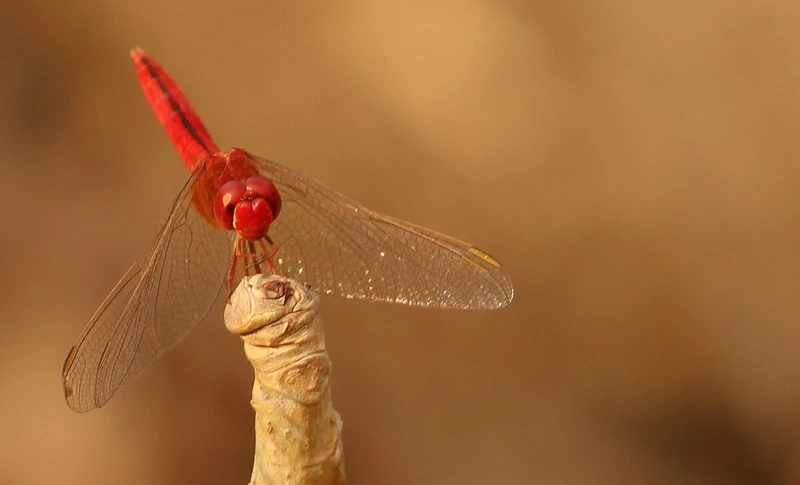 Khoảnh khắc chuồn chuồn đỏ bay lượn giữa không trung