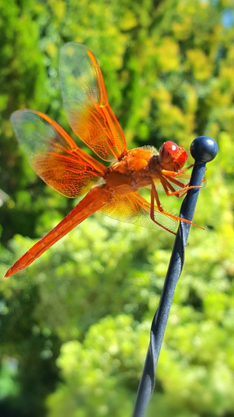 Hình ảnh chuồn chuồn đỏ cánh dài đặc trưng