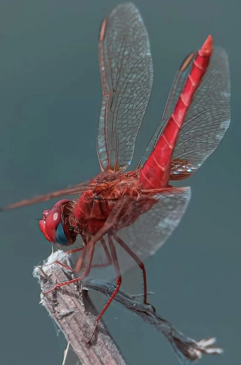 Hình ảnh chuồn chuồn đỏ côn trùng mùa hè quen thuộc