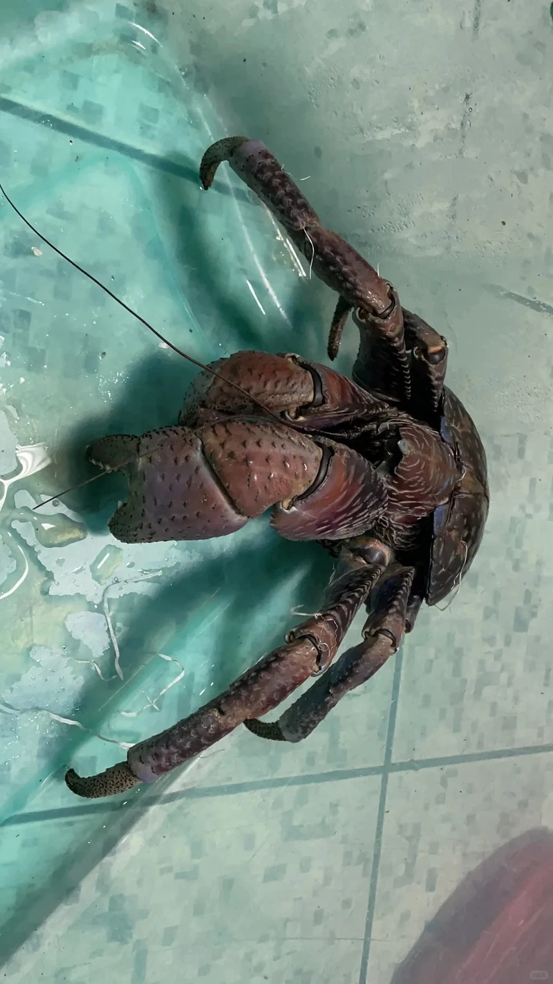 Cuộc sống hoang sơ của cua dừa đảo hoang giữa thiên nhiên