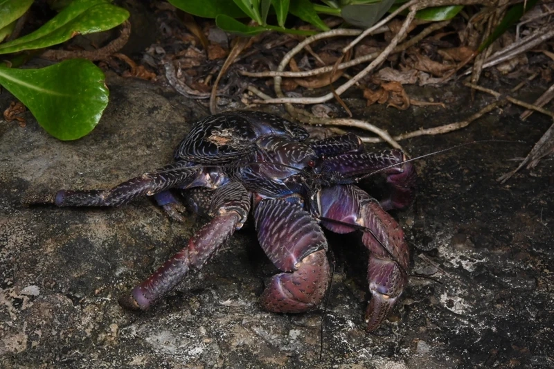 Tác phẩm nghệ thuật từ ảnh cua dừa macro cực kỳ ấn tượng