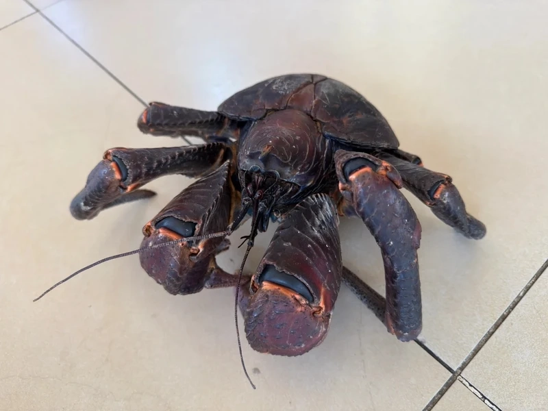 Khám phá cuộc sống của cua dừa sinh vật đảo đầy thú vị