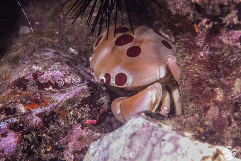 Chi tiết nổi bật trong ảnh cua mặt trăng cận cảnh mai cua